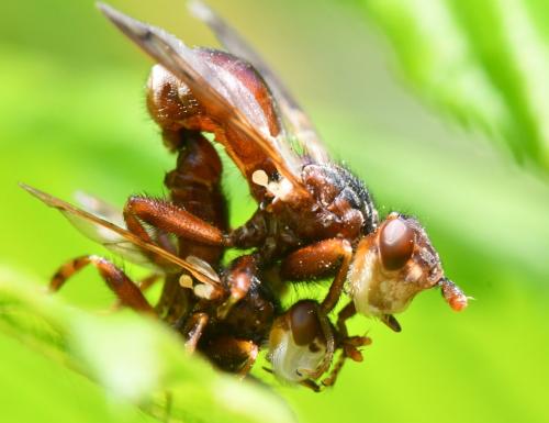 Réf. 301 118 : Myopa sp.